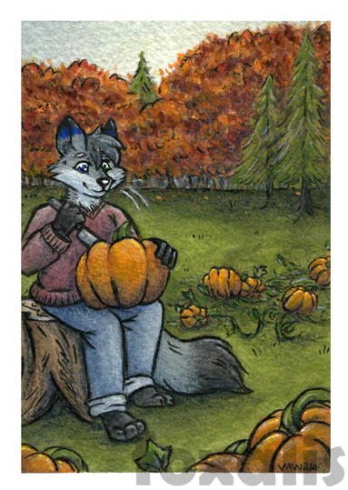 A watercolor and colored pencil drawing of a grey fox carving a pumpkin. Around them are pumpkin vines in a field. In the background are some evergreen trees and a sea of fall foliage.