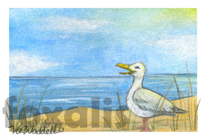 A watercolor painting of a seascape. A laughing herring gull is standing on the shore.