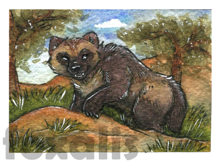 A watercolor painting of a smiling wolverine stepping onto a dirt hill.